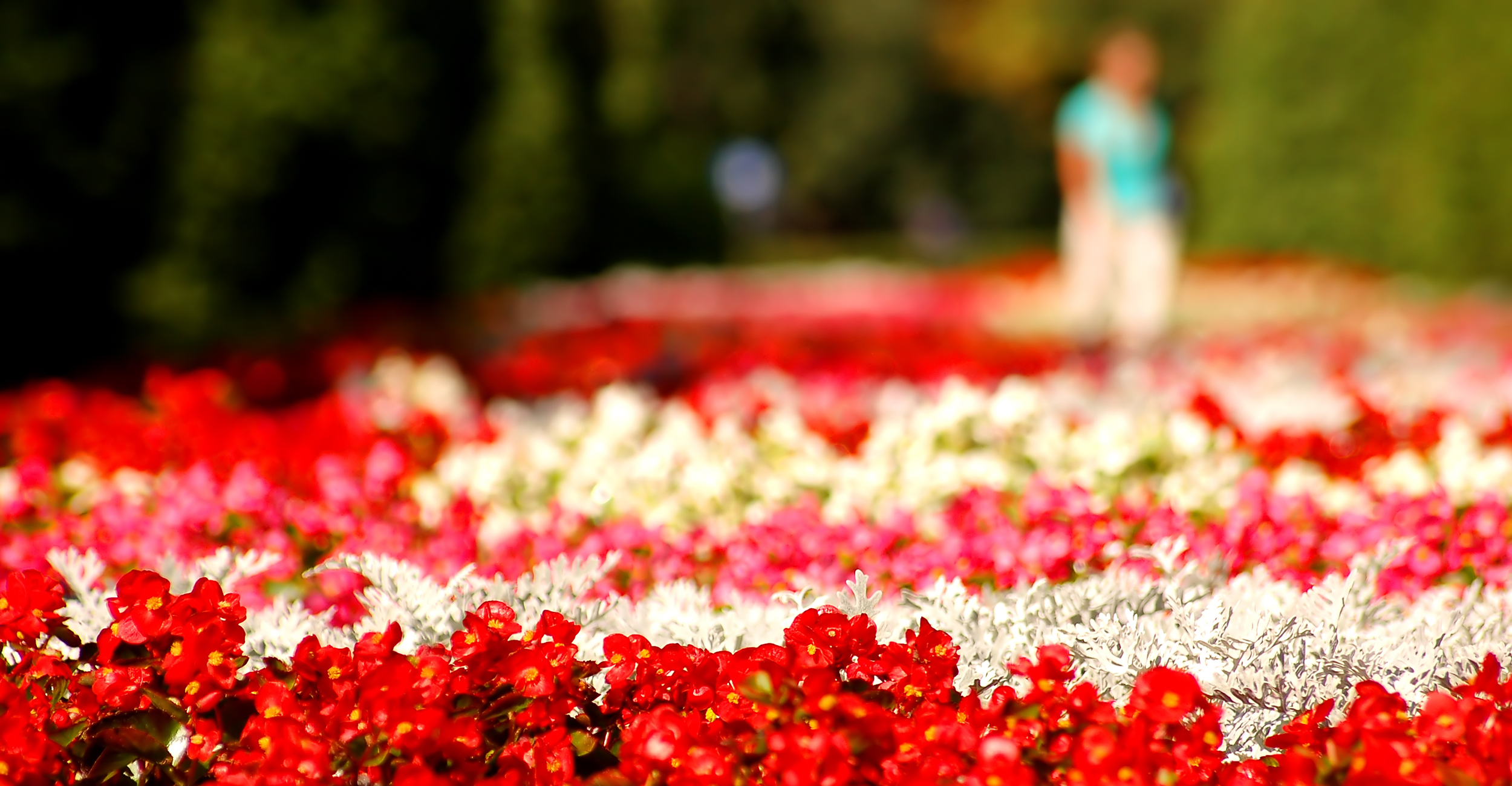 Flowers park scenery