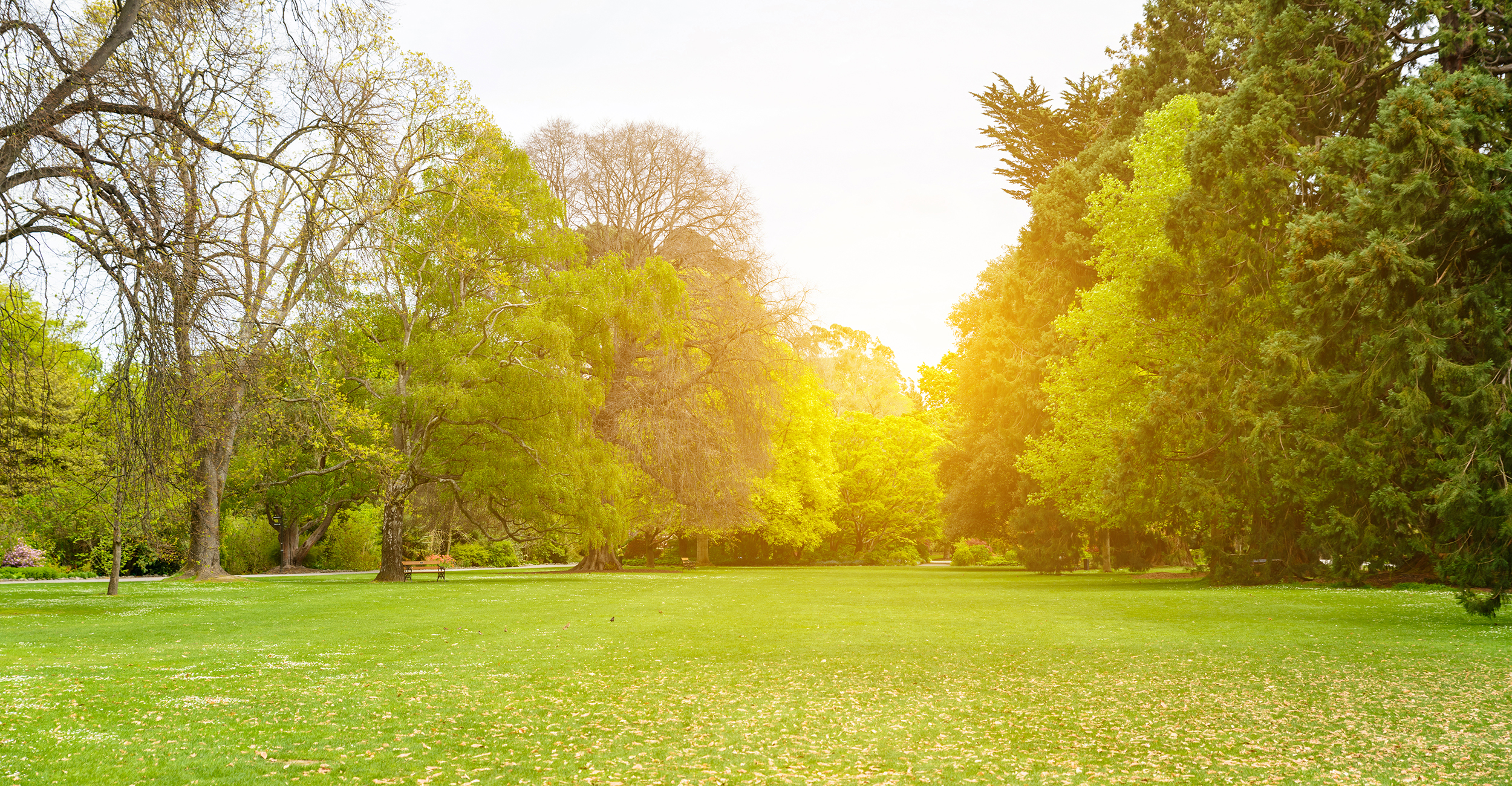 Beautiful park scene in public park with green grass field, green tree plant and a partly cloudy blue sky